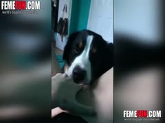 [Pussy licked by a dog] A curious dog uses its tongue to investigate a young teen cunt.